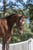 Horse ad