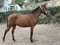 Horse ad