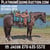 Annuncio cavallo