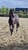 Horse ad