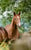 Horse ad