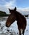Horse ad