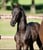 Annonce cheval