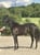 Annonce cheval