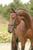 Annuncio cavallo