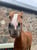Annuncio cavallo