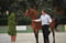Horse ad