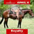 Paardadvertentie