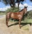 Annuncio cavallo