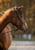 Horse ad