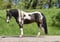 Annuncio cavallo