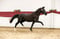 Horse ad