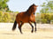 Annuncio cavallo
