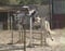 Annuncio cavallo