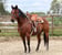 Horse ad
