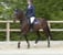 Annuncio cavallo
