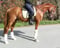 Anuncio de caballos