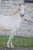 Horse ad
