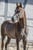 Horse ad