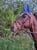 Anuncio de caballos