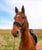 Annonce cheval