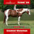 Annuncio cavallo