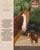 Annuncio cavallo