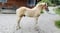 Horse ad