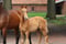 Annuncio cavallo
