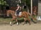 Horse ad