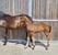Annuncio cavallo