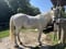 Annuncio cavallo