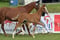 Horse ad