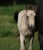 Annuncio cavallo