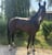 Annuncio cavallo