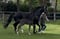 Annuncio cavallo