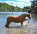 Horse ad