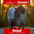 Paardadvertentie