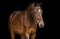 Annuncio cavallo