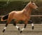Horse ad