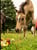 Annuncio cavallo