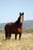 Horse ad