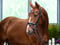 Anuncio de caballos