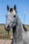 Horse ad