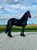 Horse ad