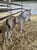 Horse ad