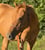 Annuncio cavallo
