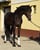 Annuncio cavallo