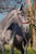 Horse ad