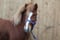 Horse ad